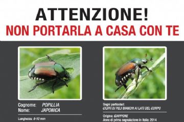 Popillia japonica