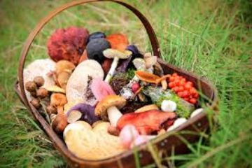 Attenzione ai Funghi! Consulenza Micologica - Autunno 2025