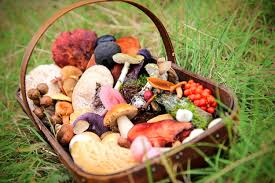 Cestino con vari tipi di funghi